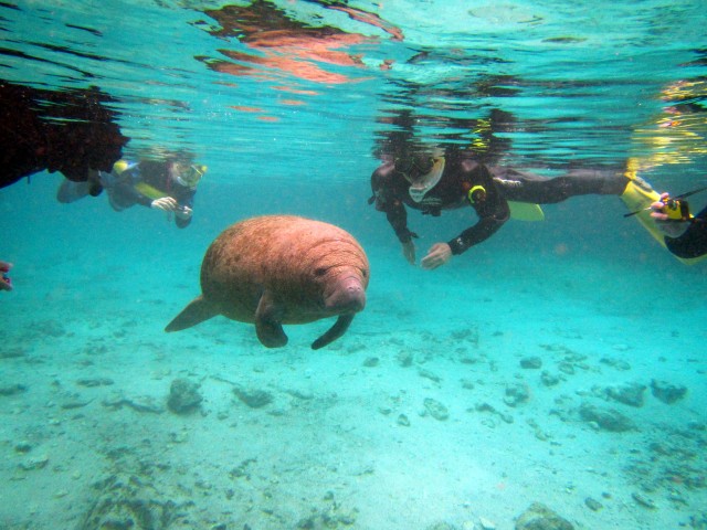 Visit Orlando: Manatees Swim, Snorkel and Boat Day Tour in Patnem