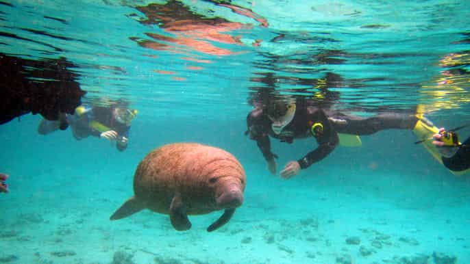 orlando manatees swim snorkel and boat day tour