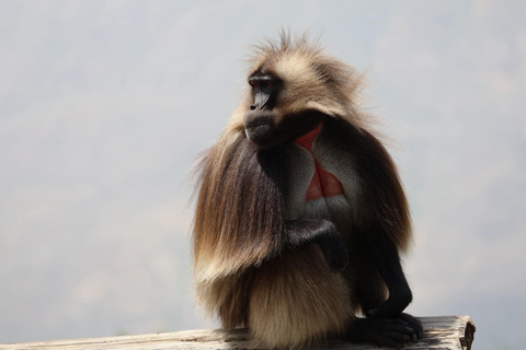 From Addis: Blue Nile Gorge, Baboons & Waterfalls