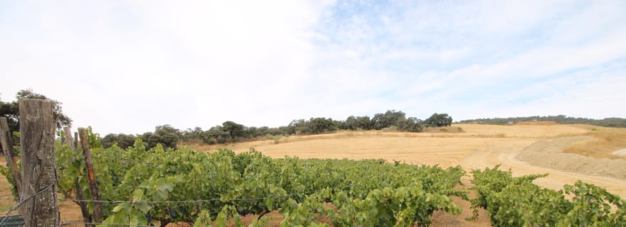 Visite privée des vignobles et visite de Ronda