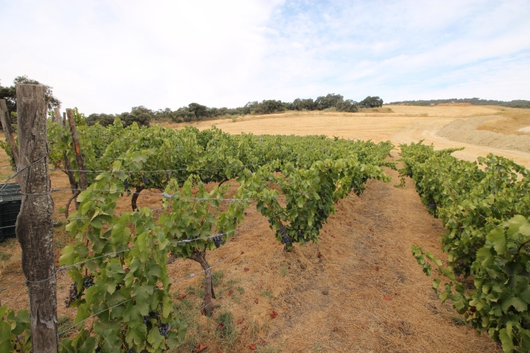 Private Winery Tour en bezoek aan Ronda