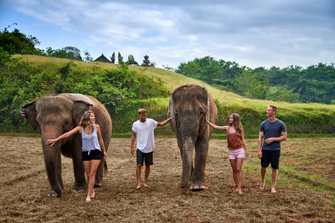 Experiência c/ Elefantes e Banho de Lama no Zoo de BaliElefantes, Café da Manhã c/ Orangotangos c/ Traslados