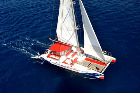 Tenerife: 3 horas de observación de ballenas en catamarán