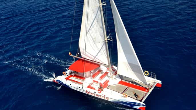 tenerife 3hour catamaran whale watching experience