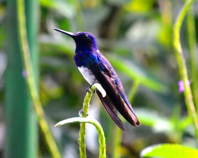 Trinidad & Tobago: Asa Wright Nature Centre & Bird Sanctuary
