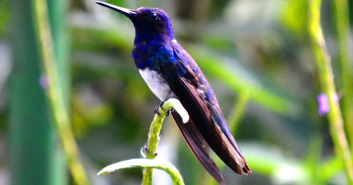 Trinidad & Tobago: Asa Wright Nature Centre & Bird Sanctuary | GetYourGuide