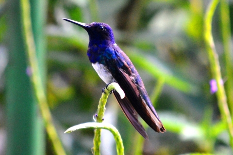 Trynidad i Tobago: Centrum przyrody Asa Wright i rezerwat ptaków
