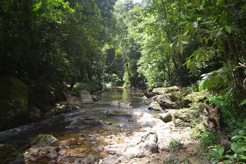 Trinidad: Rainforest Hike to Avocat Waterfall
