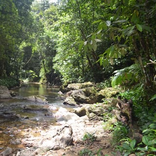 Trinidad & Tobago: Rainforest Hike to Avocat Waterfall