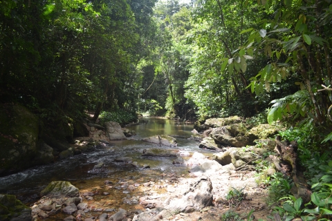 Trinidad en Tobago: wandeling door het regenwoud naar de waterval van Avocat