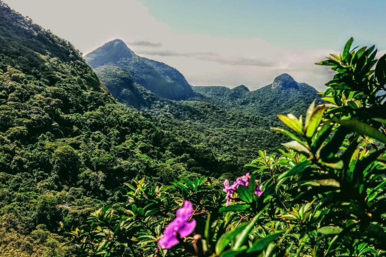 Floresta da Tijuca: Abenteuer-Wanderung im RegenwaldFloresta da Tijuca: Kleingruppen-Wanderung im Regenwald