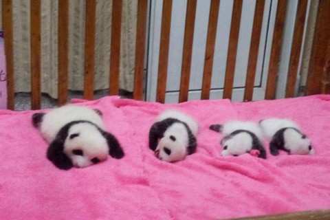 Chengdu Private Tour of Leshan Buddha and Panda Base