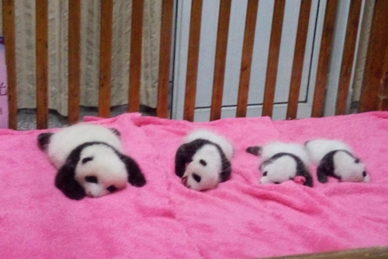 Chengdu Private Tour of Leshan Buddha and Panda Base