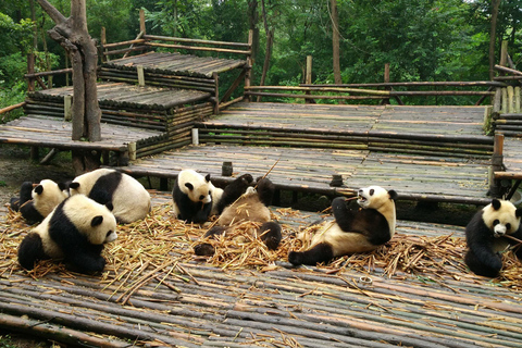 Chengdu Private Tour of Leshan Buddha and Panda Base