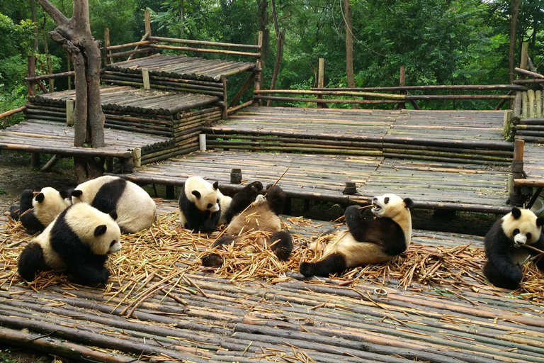 Chengdu Private Tour of Leshan Buddha and Panda Base