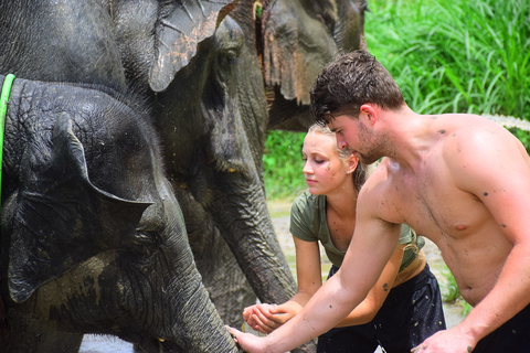 Chiang Mai: Experiência particular de cuidado com elefantes para casaisChiang Mai: experiência privada de cuidados com elefantes para casais