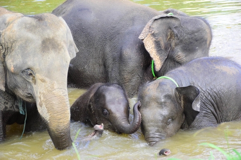 Chiang Mai: experiencia privada de cuidado de elefantes para parejas