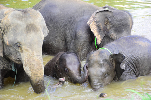 Chiang Mai: Private Elephant Care Experience for Couples