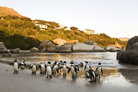 Cape Town: Table Mountain, Penguins, and Bo-Kaap Private …