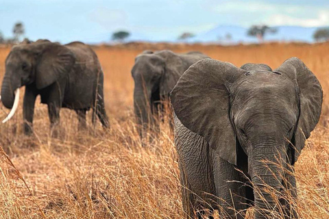 From Zanzibar: 3-Day Mikumi Wildlife Safari, 2 Nights