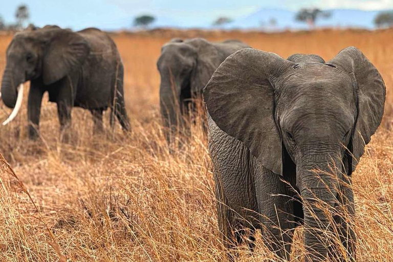 From Zanzibar: 3-Day Mikumi Wildlife Safari, 2 Nights