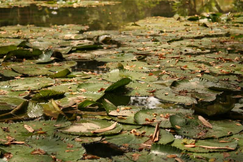 Sugar Cane Museum and Hacienda Paraíso Day Tour GetYourGuide