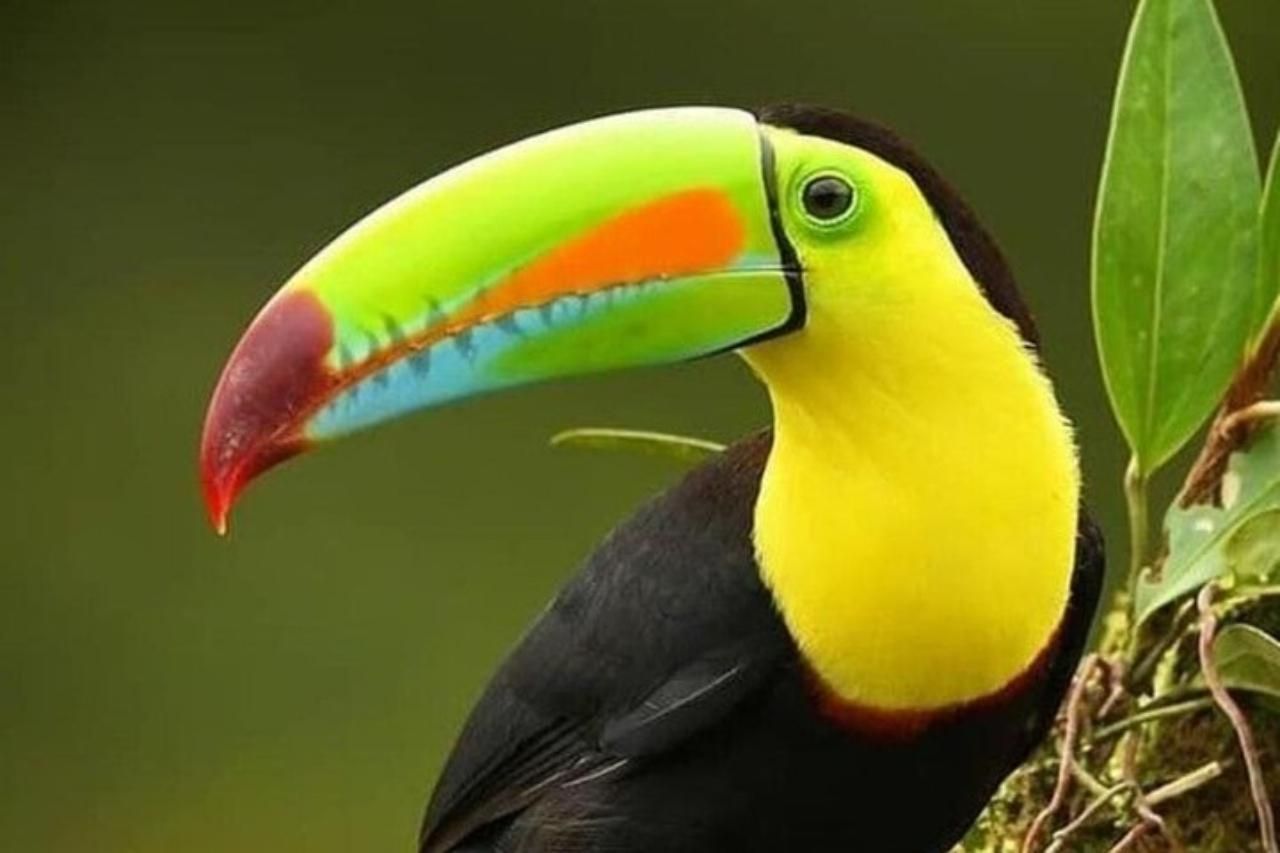 Monteverde: Naturwanderung im Curicancha Reservat