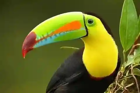 Monteverde: Naturvandring i Curicancha-reservatet