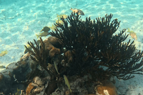 Från Cancun: Tulum, Cenote och sköldpaddssimning i Akumal