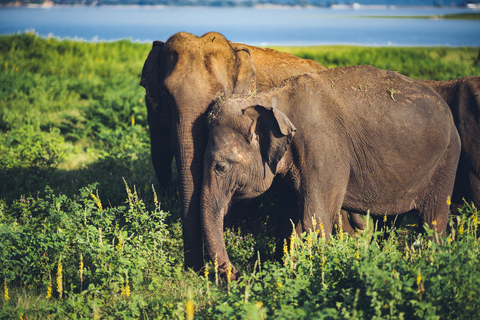 Från Colombo: Privat dagssafari i Minneriya nationalpark