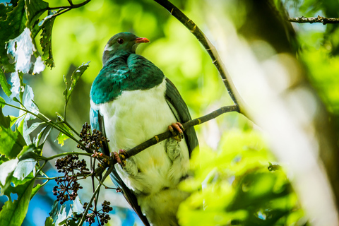 Rotorua: Bilet wstępu do Doliny Wulkanicznej Waimangu