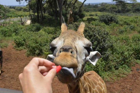 Nairobi :Karen Blixen Museum & Giraffe Centre Day Tour