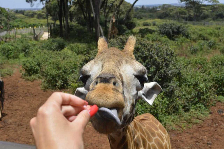 Nairobi :Karen Blixen Museum & Giraffe Centre Day Tour