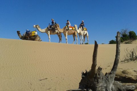 3-Hours Dromedary Ride Essaouira, Morocco