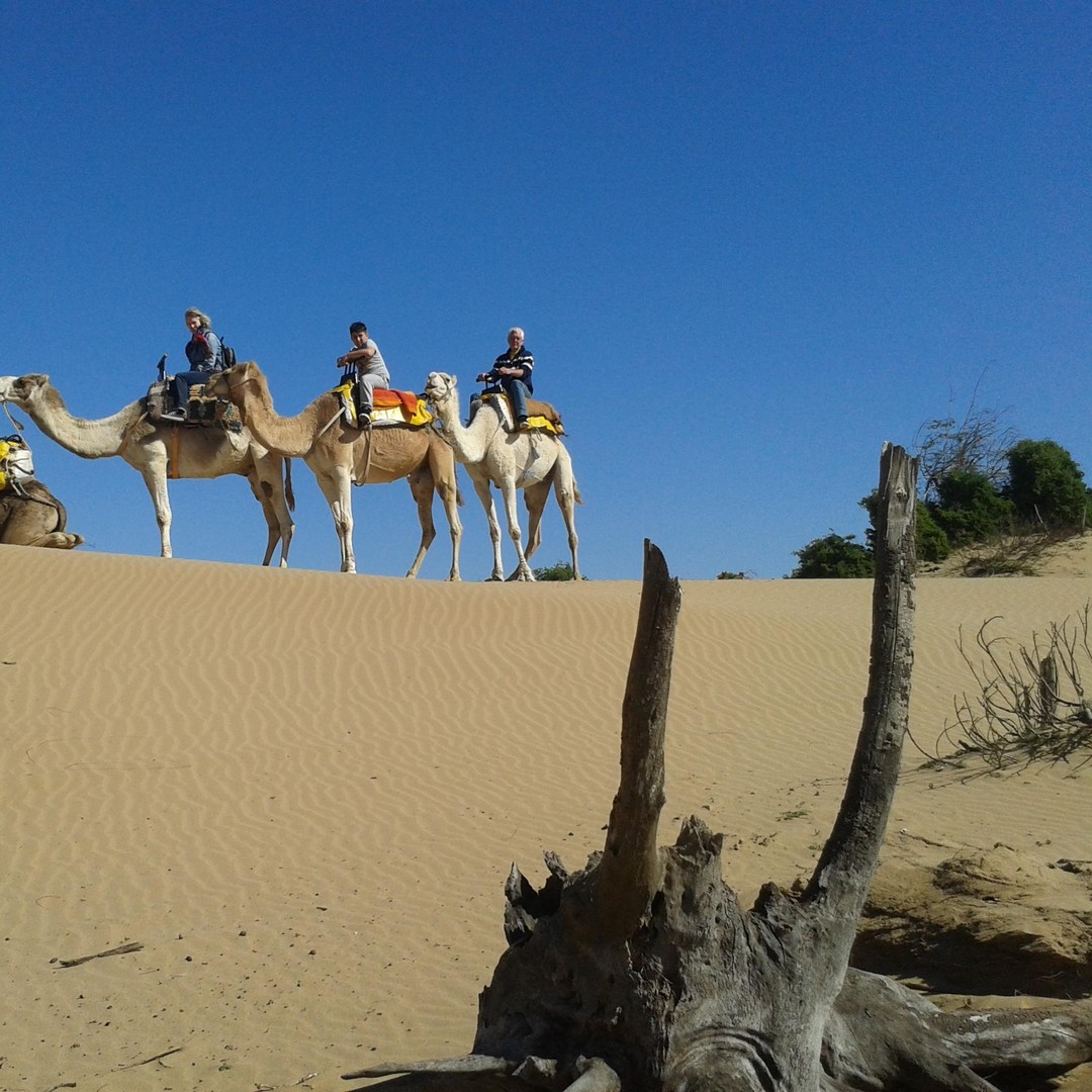 3 heures de randonnée à dos de dromadaire Essaouira, Maroc - dromadaire