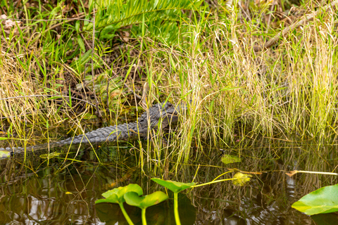 Depuis Miami : Spectacle de la faune des Everglades, bateau à air comprimé et transfert en busVisite d'une demi-journée des Everglades