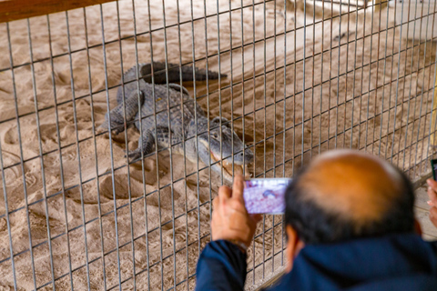 Von Miami aus: Everglades Wildlife Show, Airboat & BustransferHalbtagestour durch die Everglades