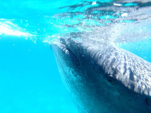 From Cebu: Oslob Whale Shark Snorkeling & Tsumalog Waterfall