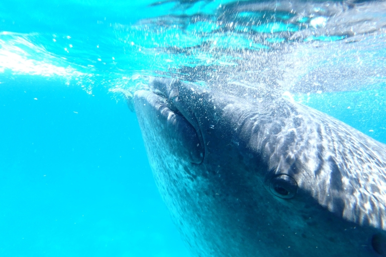Oslob snorkelen met walvishaaien en Tsumalog waterval