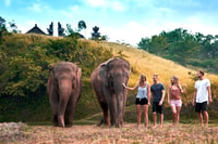 Elephant Care Experience with Mud Bath at Bali Zoo - Housity