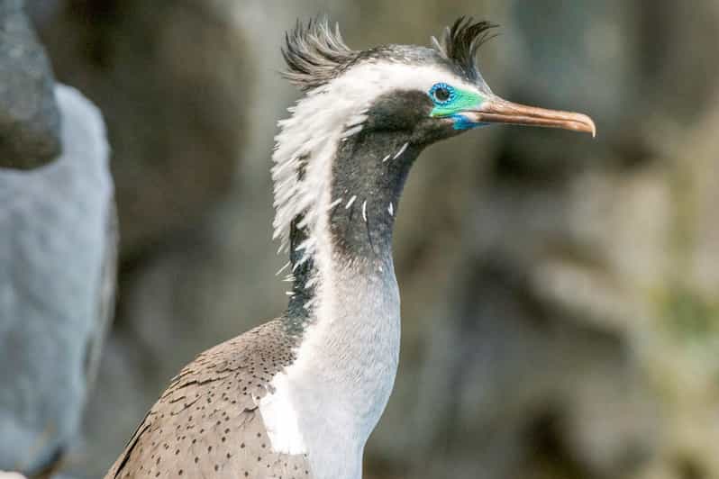Akaroa 4WD Safari and Guided SeaKayaking Experience GetYourGuide