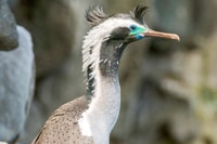 アカロア、4WDサファリ、ガイド付きシーカヤック体験 - Housity