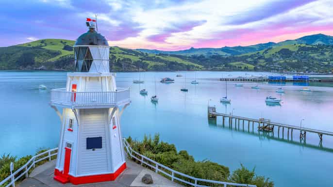 christchurch akaroa banks peninsula wild penguin ecotour