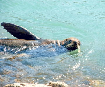 Akaroa: Pinguins de Pohatu: excursão de 2 horas ou 4 horas pela natureza cénica