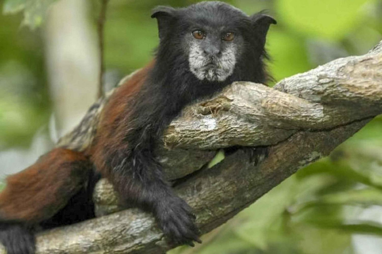 De Iquitos | Expedições à Reserva Pacaya Samiria