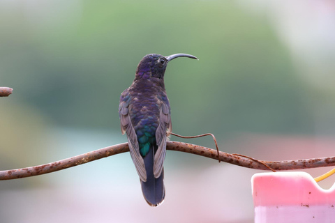 Monteverde: Dawn Birding with Finca Lantana's Owners