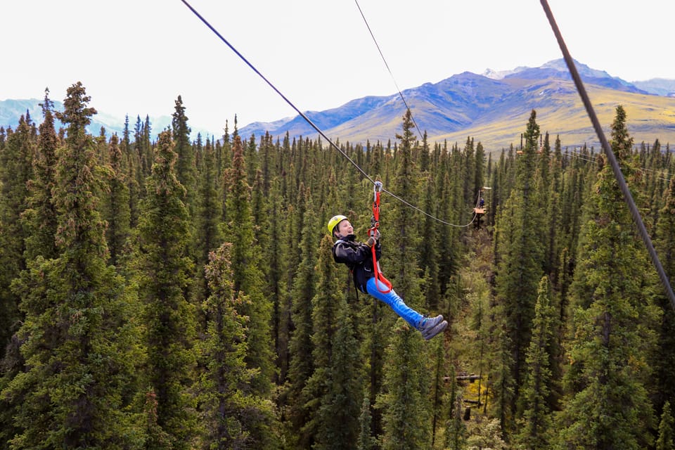 Denali Park Zipline Adventure | GetYourGuide