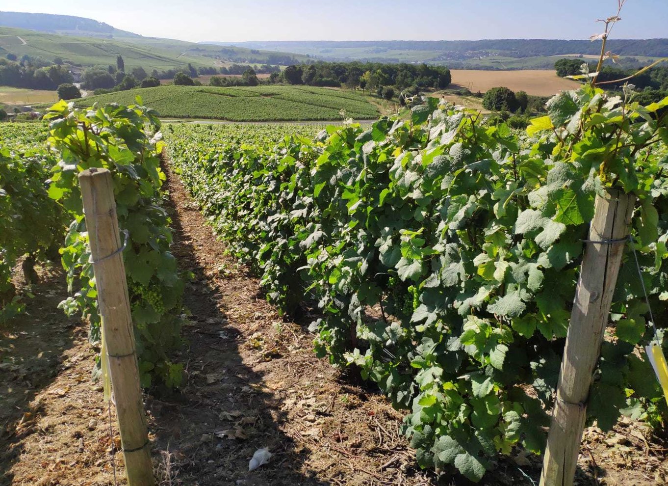 Paris: Privat Epernay-tur med smagsprøver på champagne-vingårde