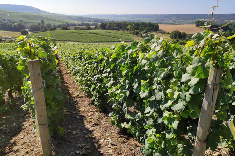 Champagne: Private Tour of Veuve Clicquot, Moët & Ruinart