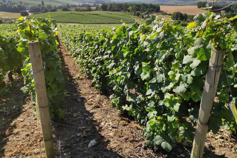 Champagne: Private Tour of Veuve Clicquot, Moët & Ruinart